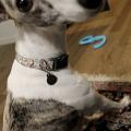 Handmade DIY dog collar reindeer 3