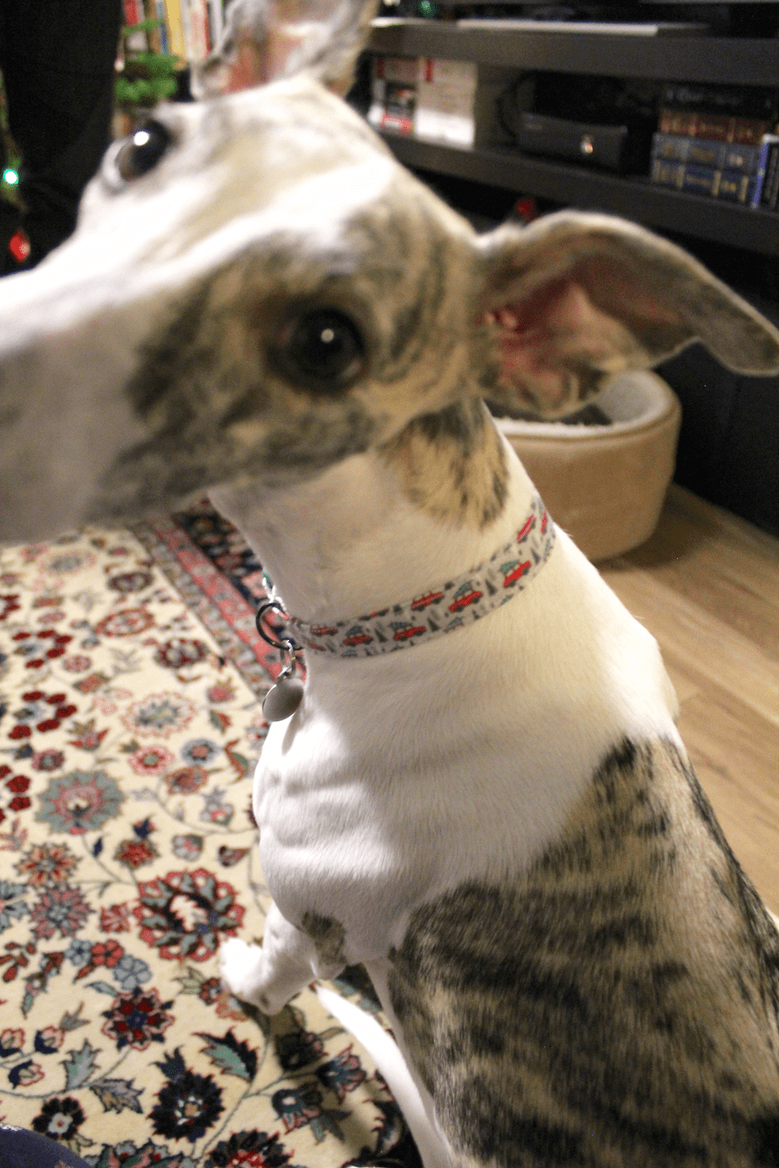 Handmade DIY dog collar Christmas cars 2