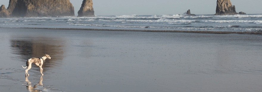 Rigby Whippet Dog at Haystack Rock