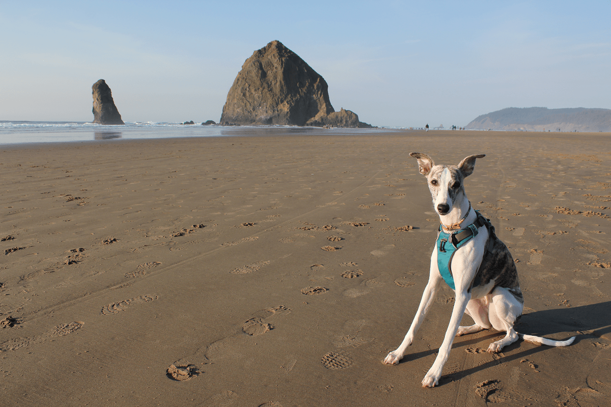 Rigby Whippet Dog at Haystack Rock 2
