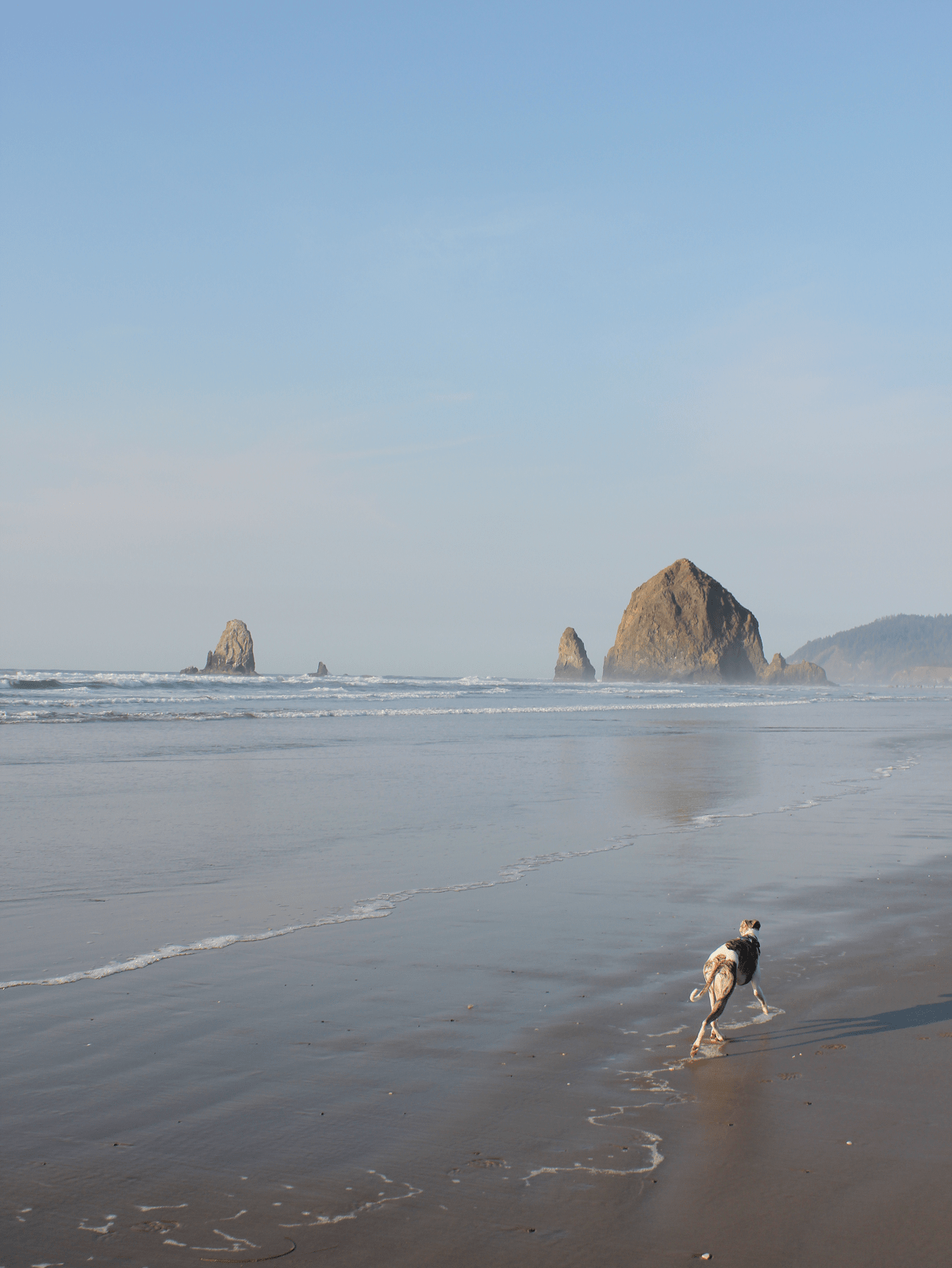 Whippet dog at Haystack Rock