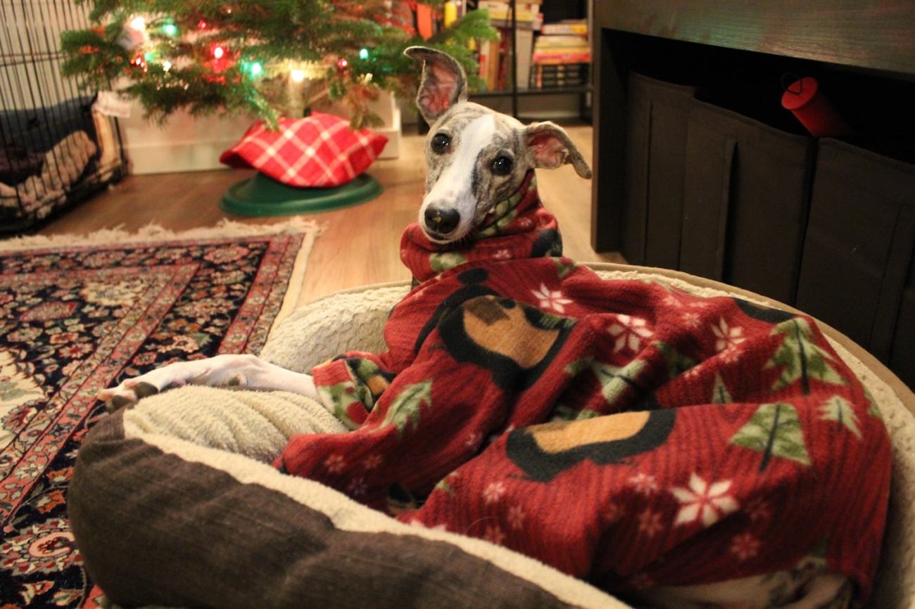 Whippet Dog in DIY Pajamas 2