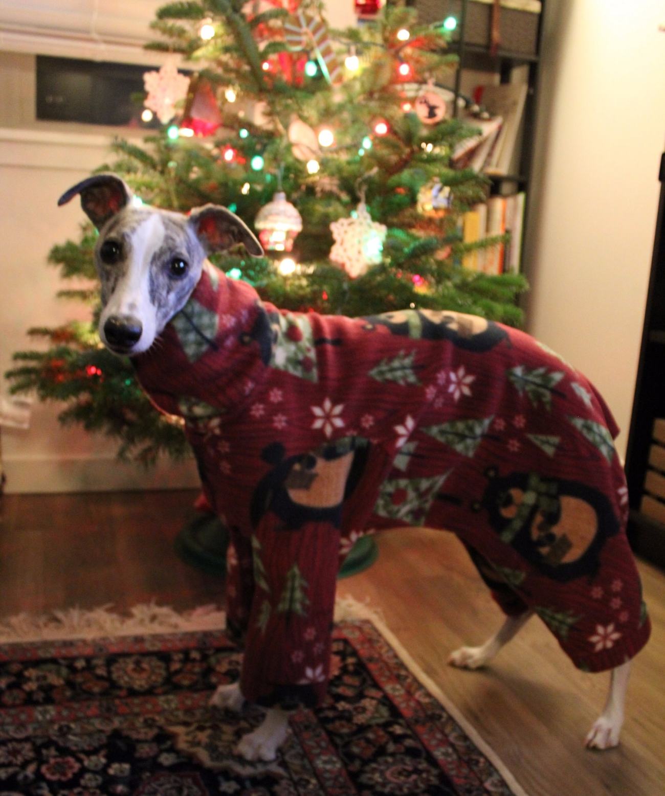 Whippet Dog in DIY Pajamas 3