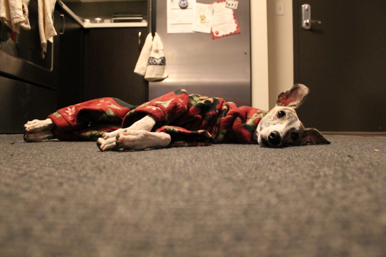 Whippet Dog in DIY Pajamas 4