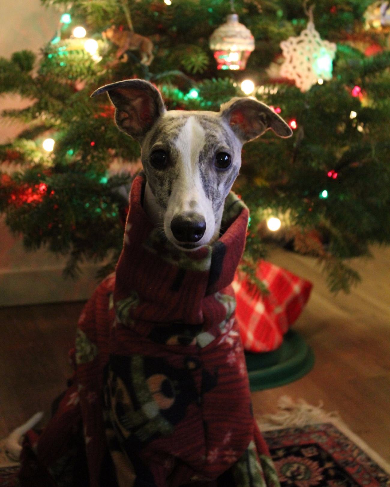 Whippet Dog in DIY Pajamas
