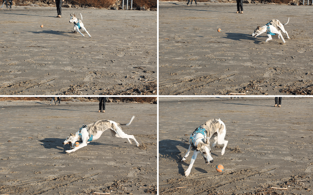 Whippet dog playing fetch on Cannon Beach 2