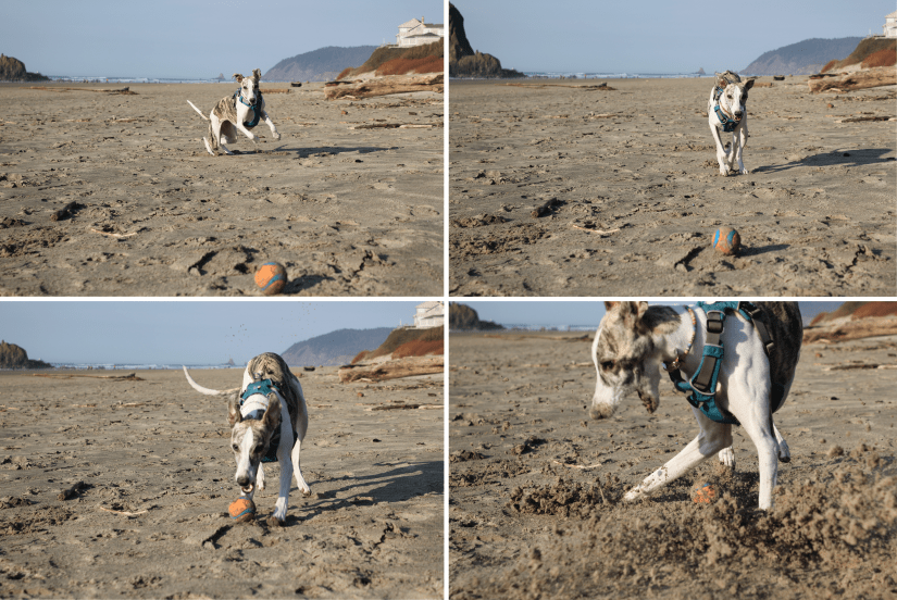 Whippet dog playing fetch on Cannon Beach 3