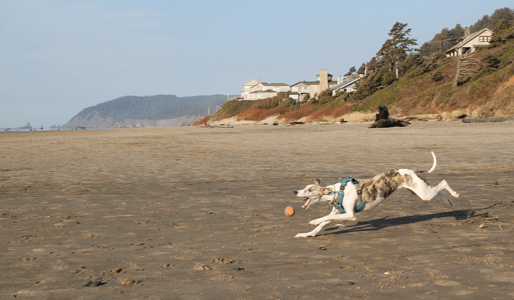Whippet dog playing fetch on Cannon Beach