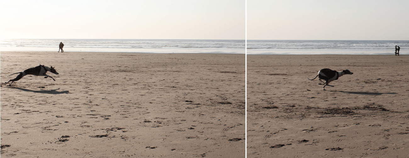 Whippet dog running on Cannon Beach