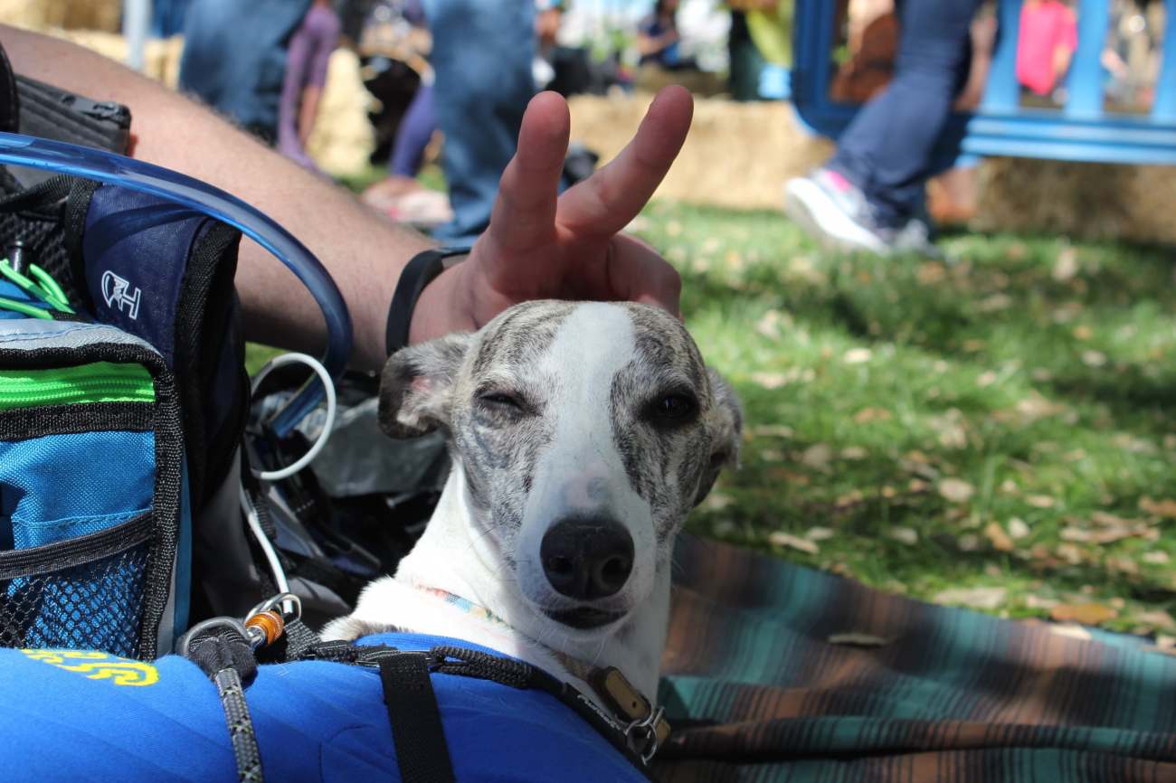 picnic day dog nap 11-min