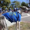 picnic day parade whippet dog 1-min