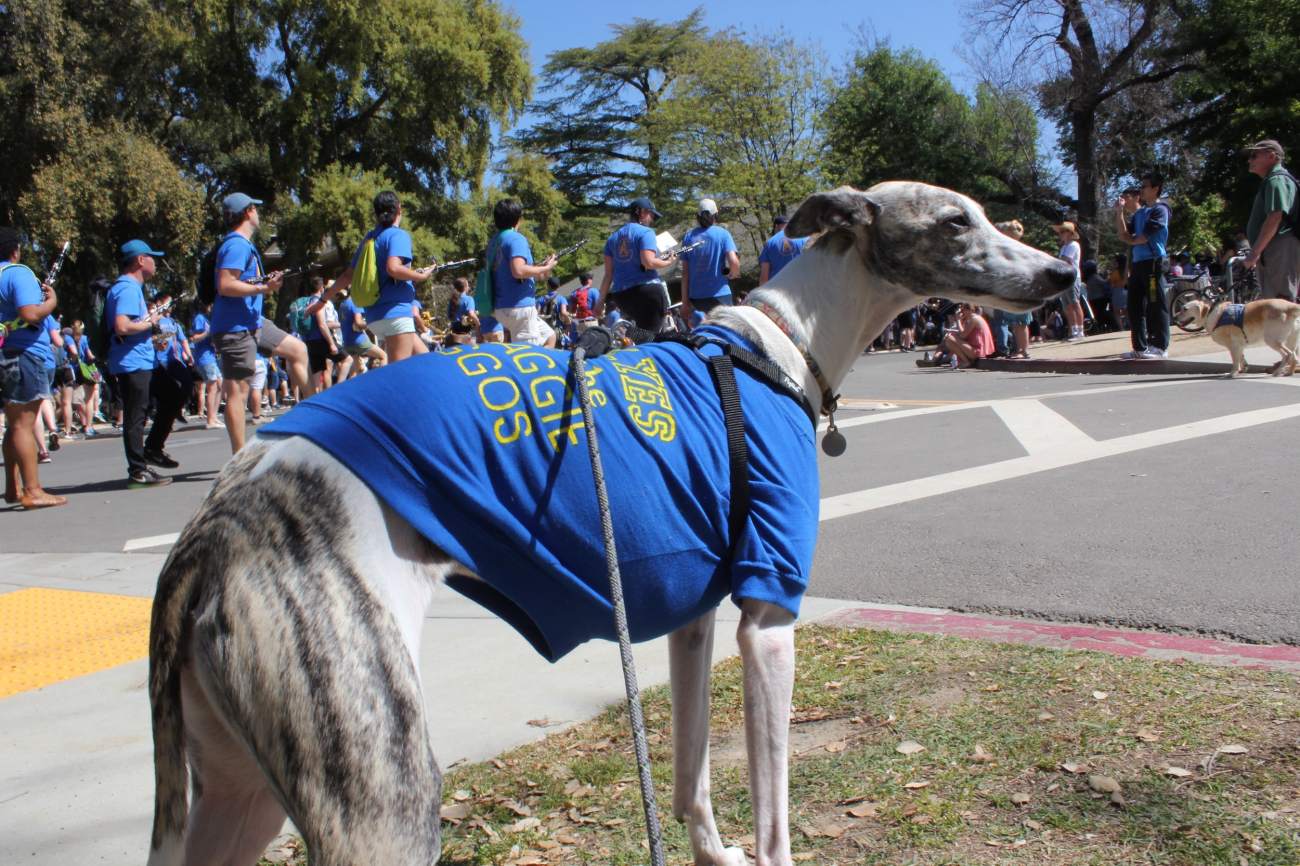 picnic day parade whippet dog 1-min