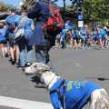 picnic day parade whippet dog 2-min