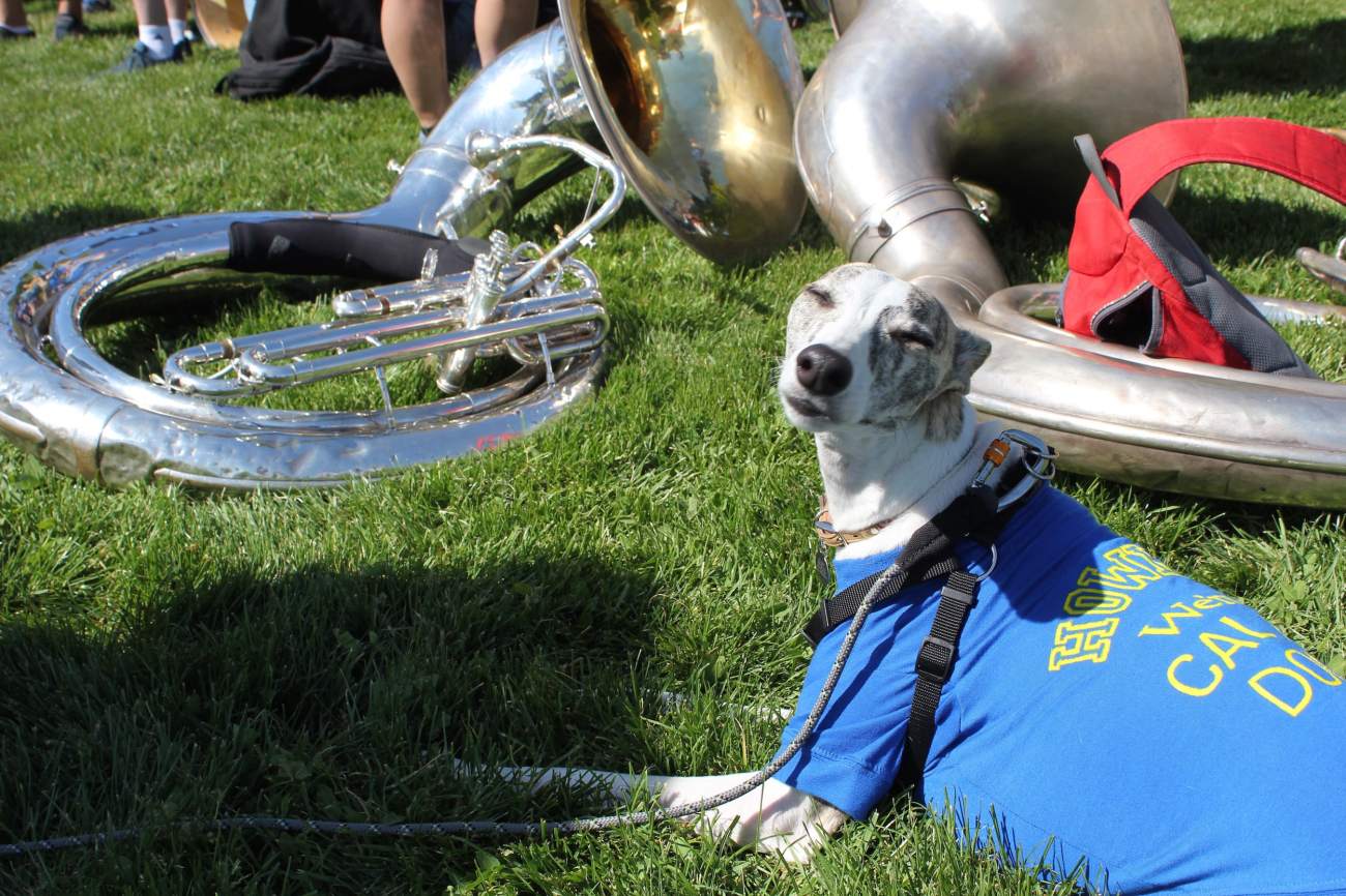 picnic day parade whippet dog 3-min