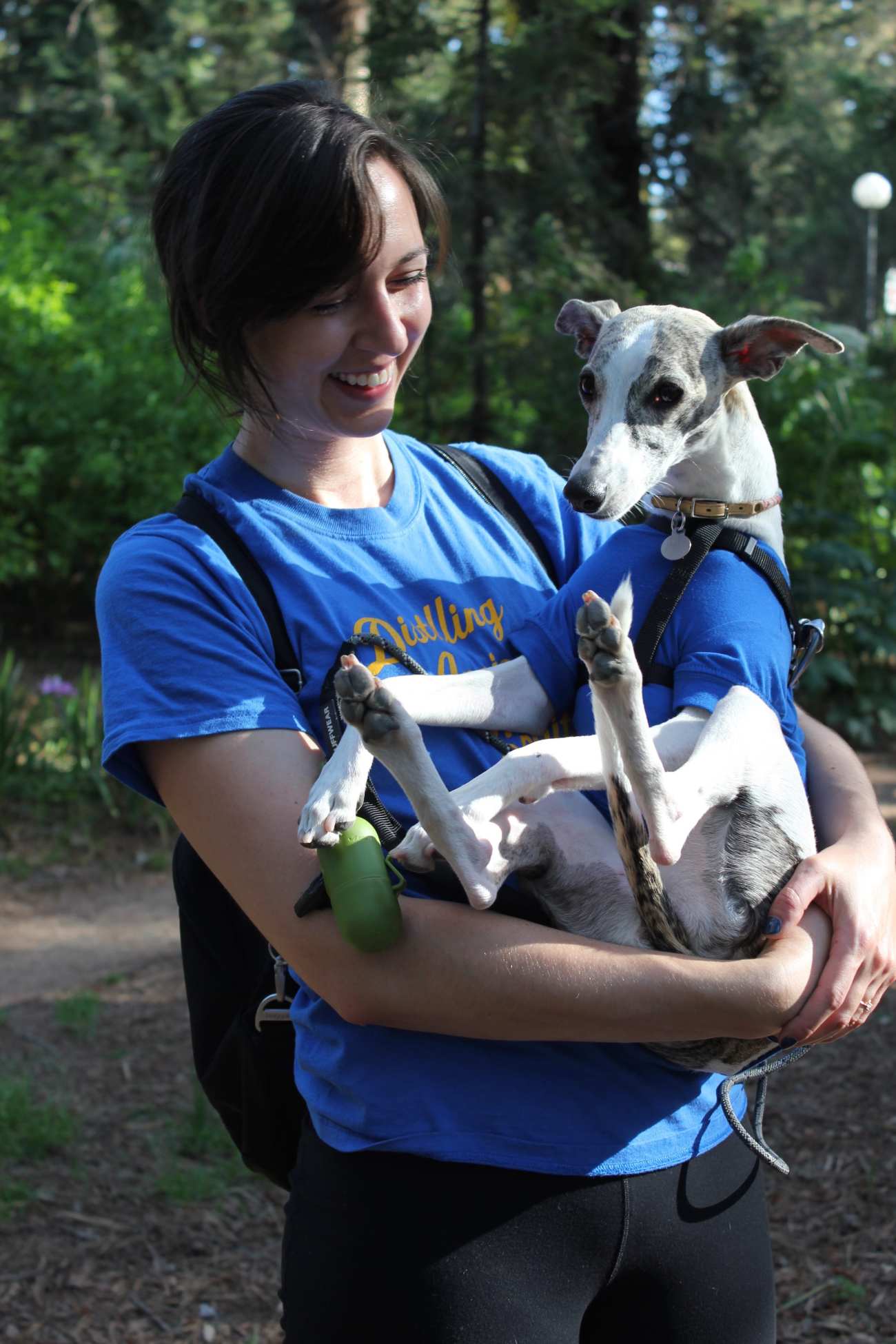 picnic day whippet dog 1-min