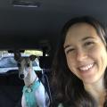 road trip whippet dog-min
