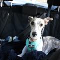whippet dog in car
