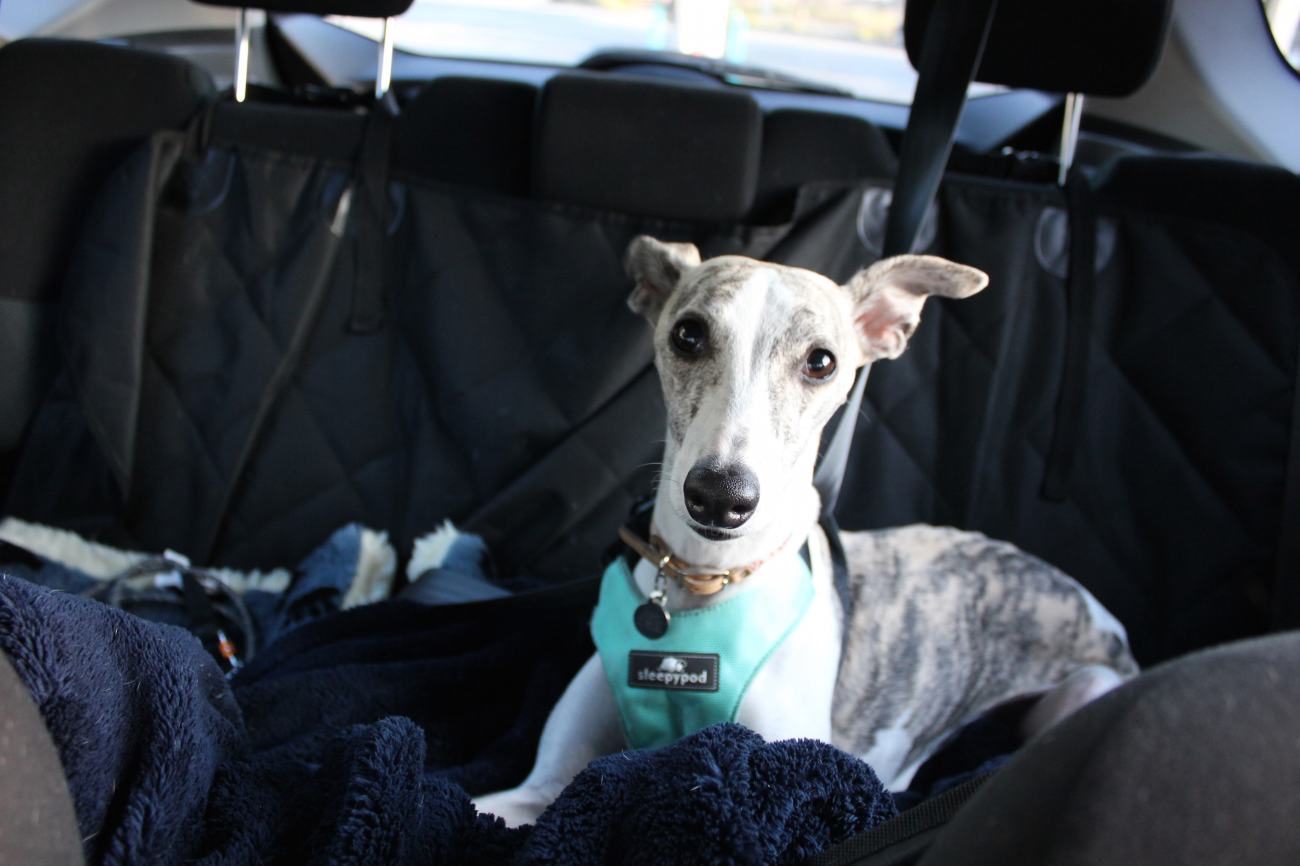 whippet dog in car