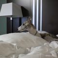 whippet dog in hotel