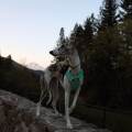 whippet dog mt shasta