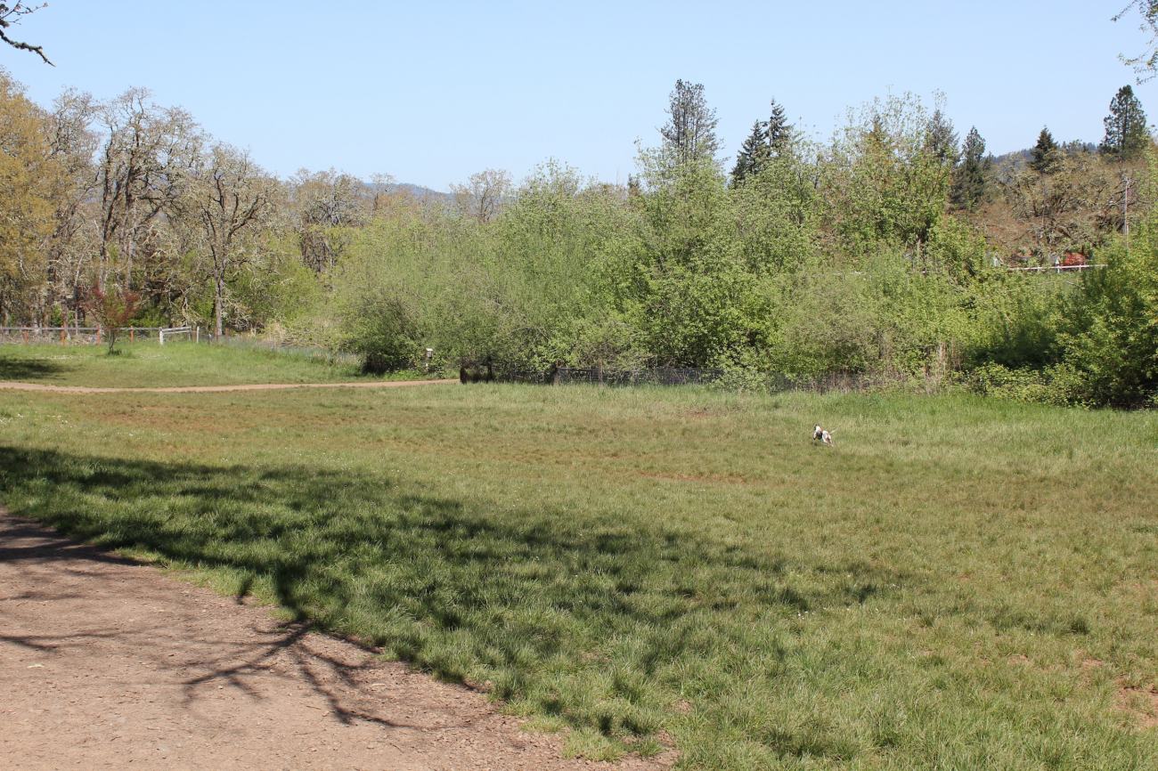 whippet dog wayne morse 4