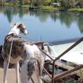 whippet dog winchester dam 2